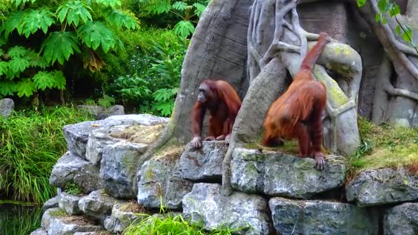 Арангутан Ест Апельсин Зоопарке Ирландии — стоковое видео