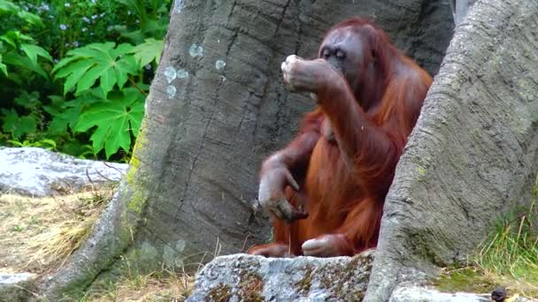 Arangutan Eating Orange Zoo Ireland — Stok video