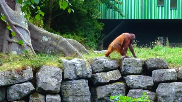 Arangutan Eating Orange Zoo Ireland — Stockvideo