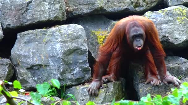 Arangutan Eating Orange Zoo Ireland — Stock Video