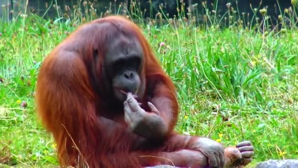 Arangutan Eating Orange Zoo Ireland — Wideo stockowe