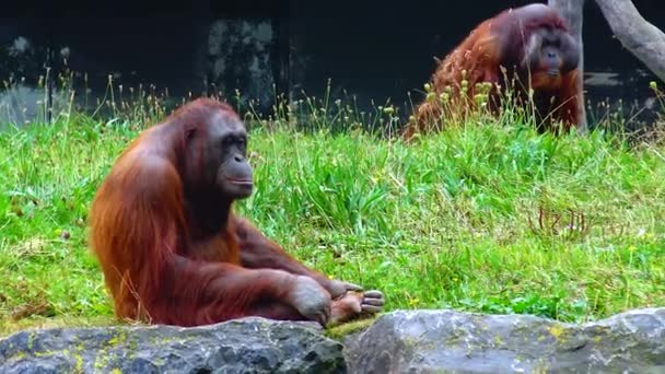 Arangutan Eating Orange Zoo Ireland — Vídeo de stock