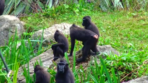 Black Chimpanzee Cub Zoo Sits Branch Bonobo View — Stock Video