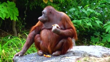 Arangutan eating an orange at the zoo Ireland