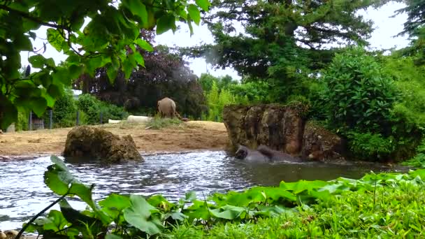 Elephant Bathing Artificial Lake Zoo — Vídeo de Stock