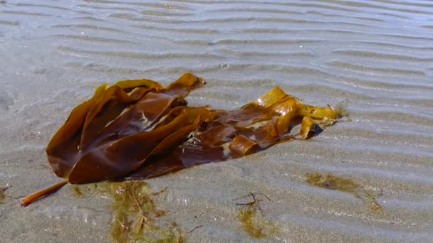 Ocean View Tide Seaweed Ireland — Stockvideo