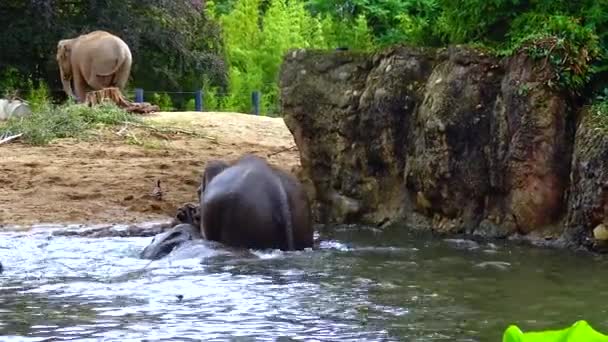 Купание Слона Искусственном Озере Зоопарке — стоковое видео