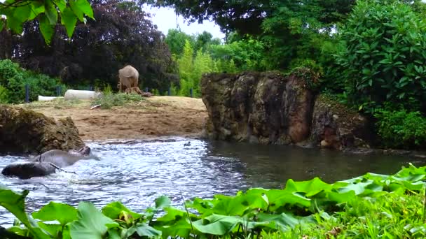 Купание Слона Искусственном Озере Зоопарке — стоковое видео