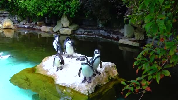 Penguins Swim Pool Zoo — Stock video