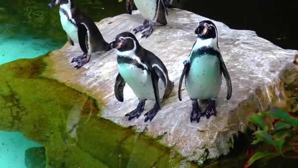 Penguins Swim Pool Zoo — Stock video