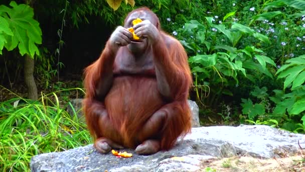 Arangutan Eating Orange Zoo Ireland — Video Stock
