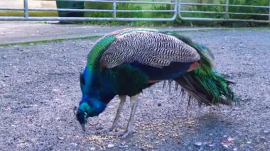 Peacock walks and eats grain in the park