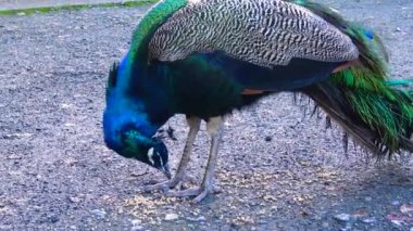 Peacock walks and eats grain in the park