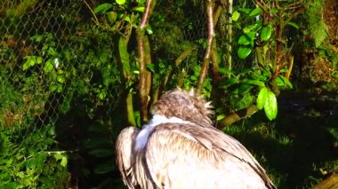 Gyps vulture basking in the sun and cleaning feathers