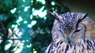 Owl eagle owl Bubo bubo sits and sleeps on a branch in the forest