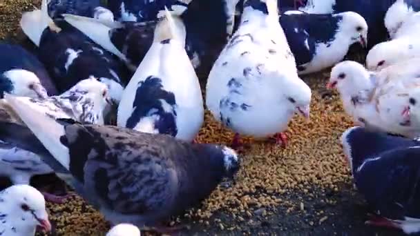 Flock Pigeons Eat Grain Close — Stockvideo