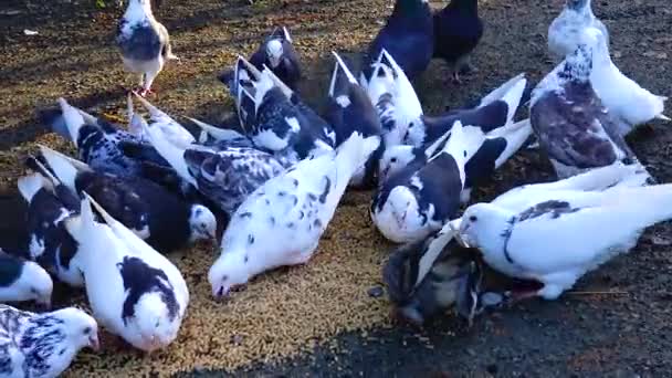 Flock Pigeons Eat Grain Close — Stockvideo
