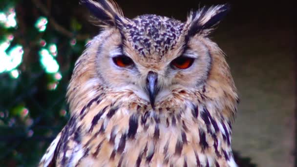 Owl Eagle Owl Bubo Bubo Sits Sleeps Branch Forest — Vídeos de Stock