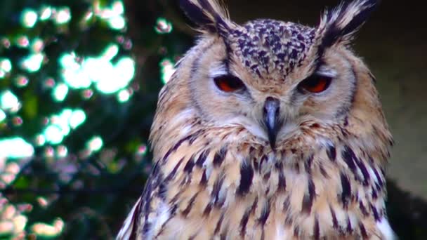 Owl Eagle Owl Bubo Bubo Sits Sleeps Branch Forest — Vídeos de Stock