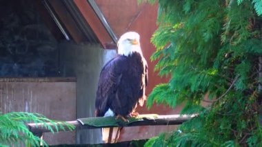 Kel Kartal Haliaetus leucocphalus rezervi İrlanda