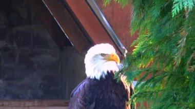 Kel Kartal Haliaetus leucocphalus rezervi İrlanda