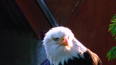 Kel Kartal Haliaetus leucocphalus rezervi İrlanda