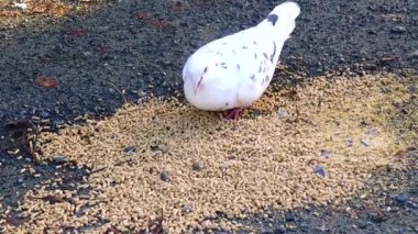 A flock of pigeons eat grain close-up