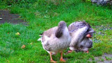 Geese stand on the grass and clean their feathers