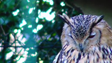 Owl eagle owl Bubo bubo sits and sleeps on a branch in the forest