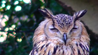 Owl eagle owl Bubo bubo sits and sleeps on a branch in the forest