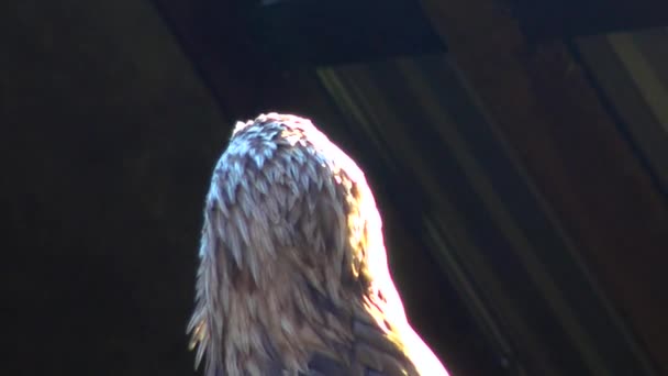 Bald Eagle Haliaetus Leucocphalus Reserve Ireland — Vídeo de Stock