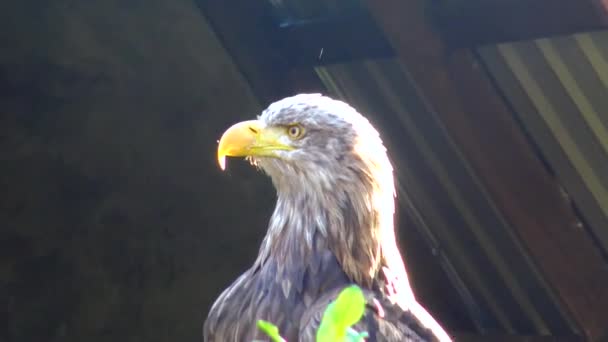 Bald Eagle Haliaetus Leucocphalus Reserve Ireland — Stockvideo