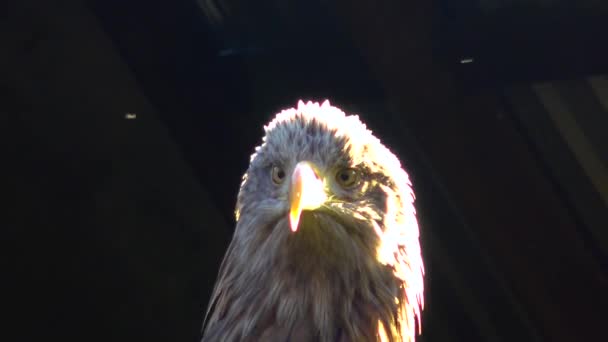 Bald Eagle Haliaetus Leucocphalus Reserve Ireland — Stock video