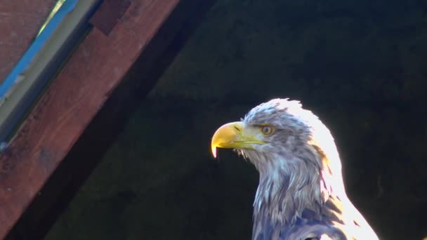Bald Eagle Haliaetus Leucocphalus Reserve Ireland — Stock videók