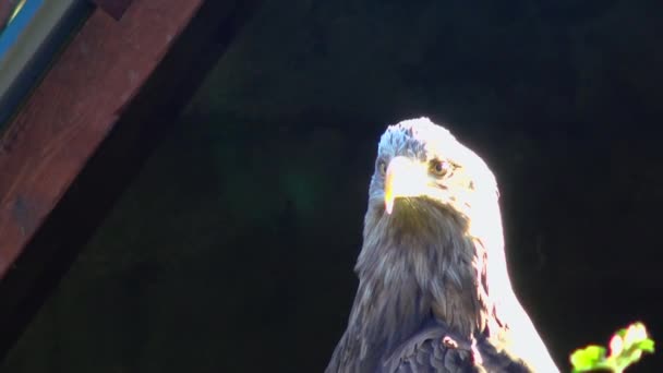 Bald Eagle Haliaetus Leucocphalus Reserve Irlanda — Vídeo de Stock