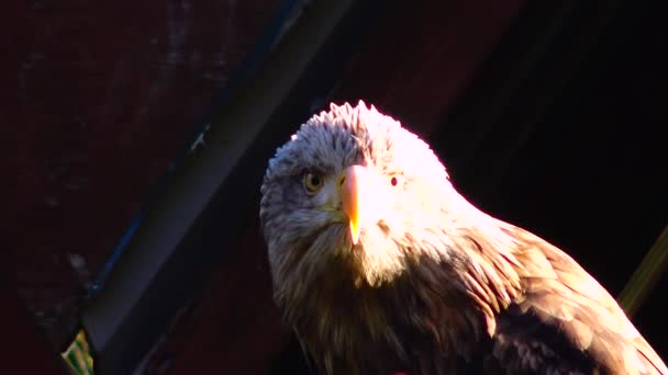 Bald Eagle Haliaetus Leucocphalus Reserve Ireland — Vídeos de Stock