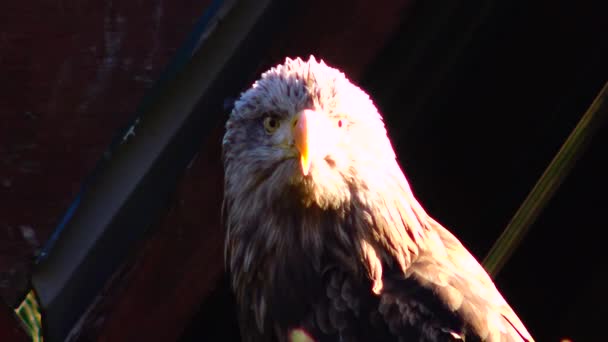 Águila Calva Haliaetus Leucocphalus Reserve Irlanda — Vídeos de Stock