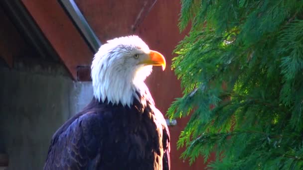 Bald Eagle Haliaetus Leucocphalus Reserve Ireland — 비디오
