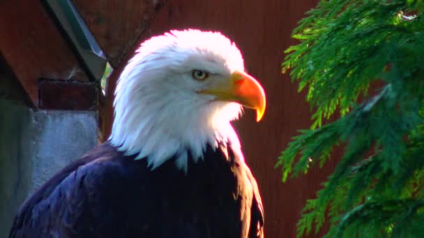 Bald Eagle Haliaetus Leucocphalus Reserve Ireland — Vídeos de Stock