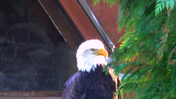 Bald Eagle Haliaetus Leucocphalus Reserveアイルランド — ストック動画