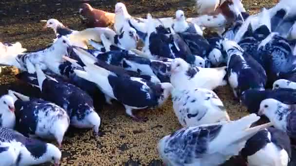 Bir Güvercin Sürüsü Yakın Plan Tahıl Yiyor — Stok video
