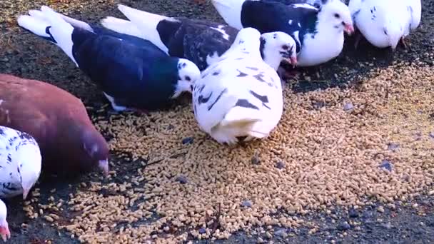 Eine Schar Tauben Frisst Getreide Aus Nächster Nähe — Stockvideo