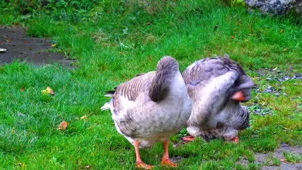 Geese Stand Grass Clean Feathers — ストック動画