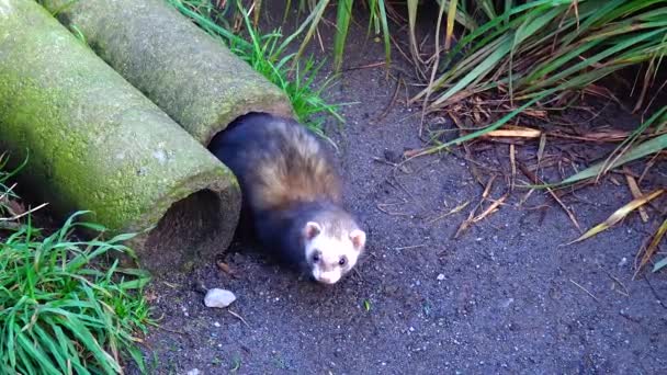 Ferret Weasel Mustela Run Pipe Grass — Vídeo de Stock