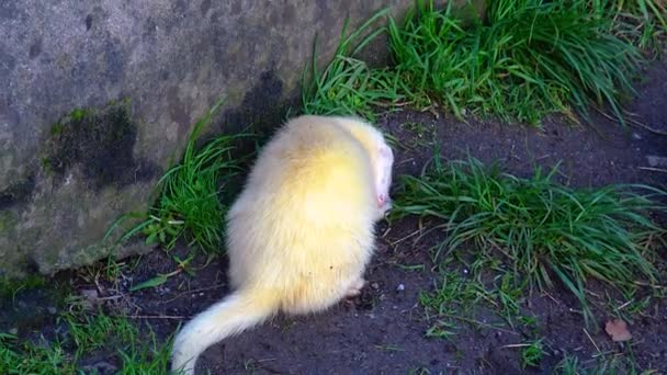 Ferret Weasel Mustela Run Pipe Grass — Stockvideo