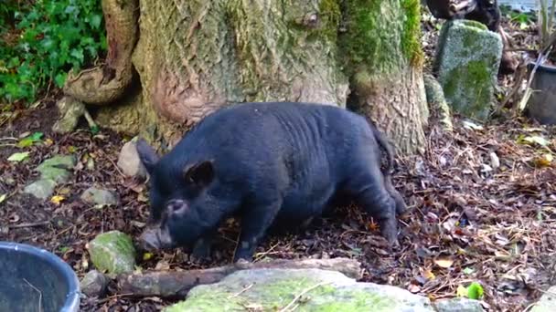 Black Fat Pig Scratching Tree — Wideo stockowe