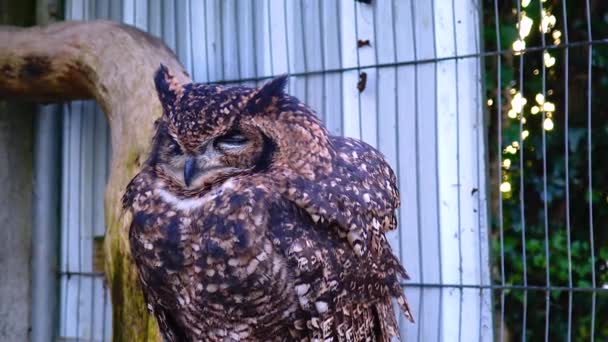 Owl Eagle Owl Bubo Bubo Sits Sleeps Branch Forest — 비디오