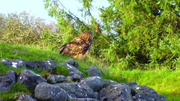 Owl Eagle Owl Bubo Bubo Sits Sleeps Branch Forest — Vídeo de Stock