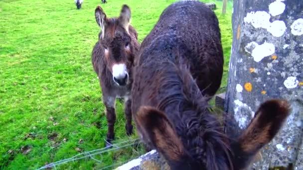 Donkey Pony Zoo Ireland — Video Stock