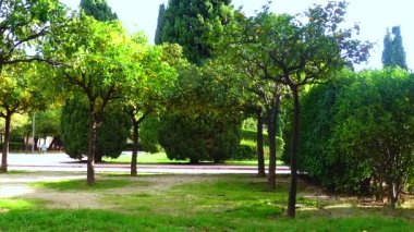 Valencia sokaklarında portakal ağaçları yetişir.